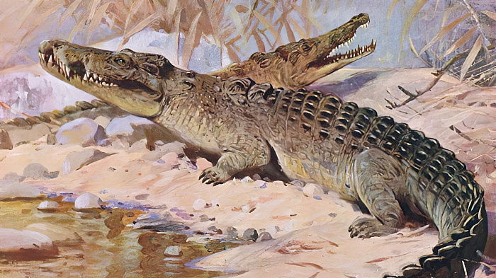 Вильгельм Кухнерт. Нильский крокодил. 1910