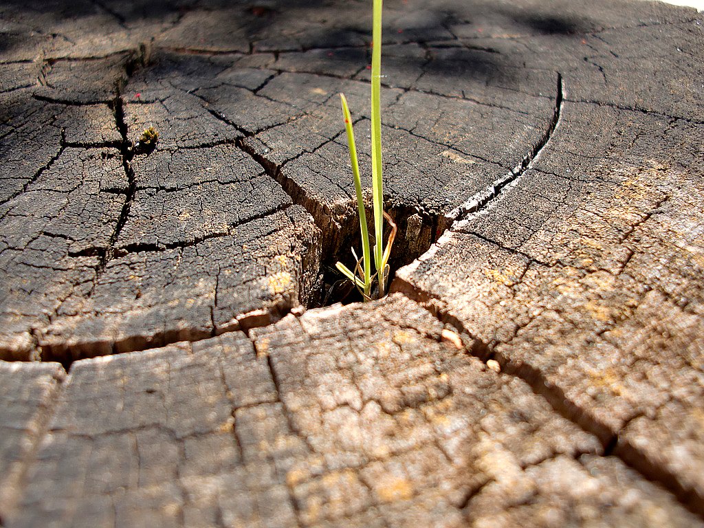 Выстаивание