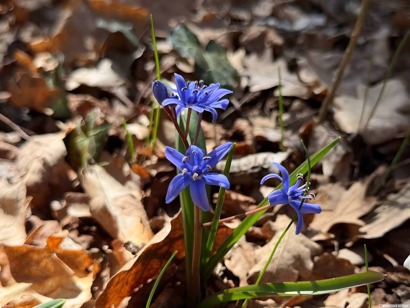 Цветы пролески двулистной