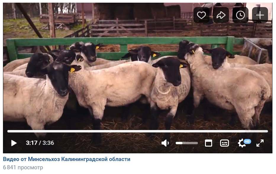 Новая порода черноголовых овец, выведенная в Калининградской области