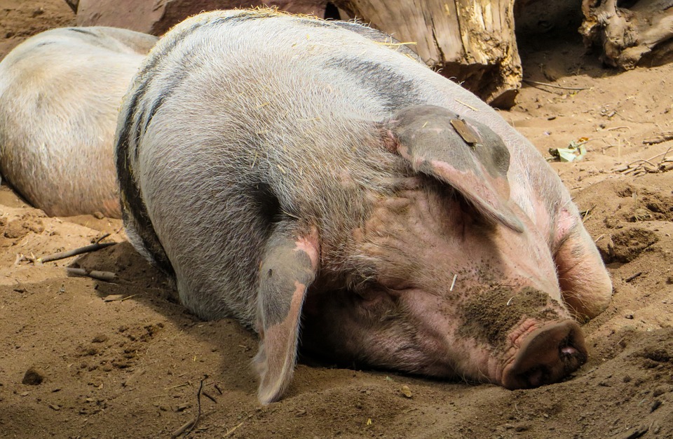 Африканской чумы свиней (АЧС)