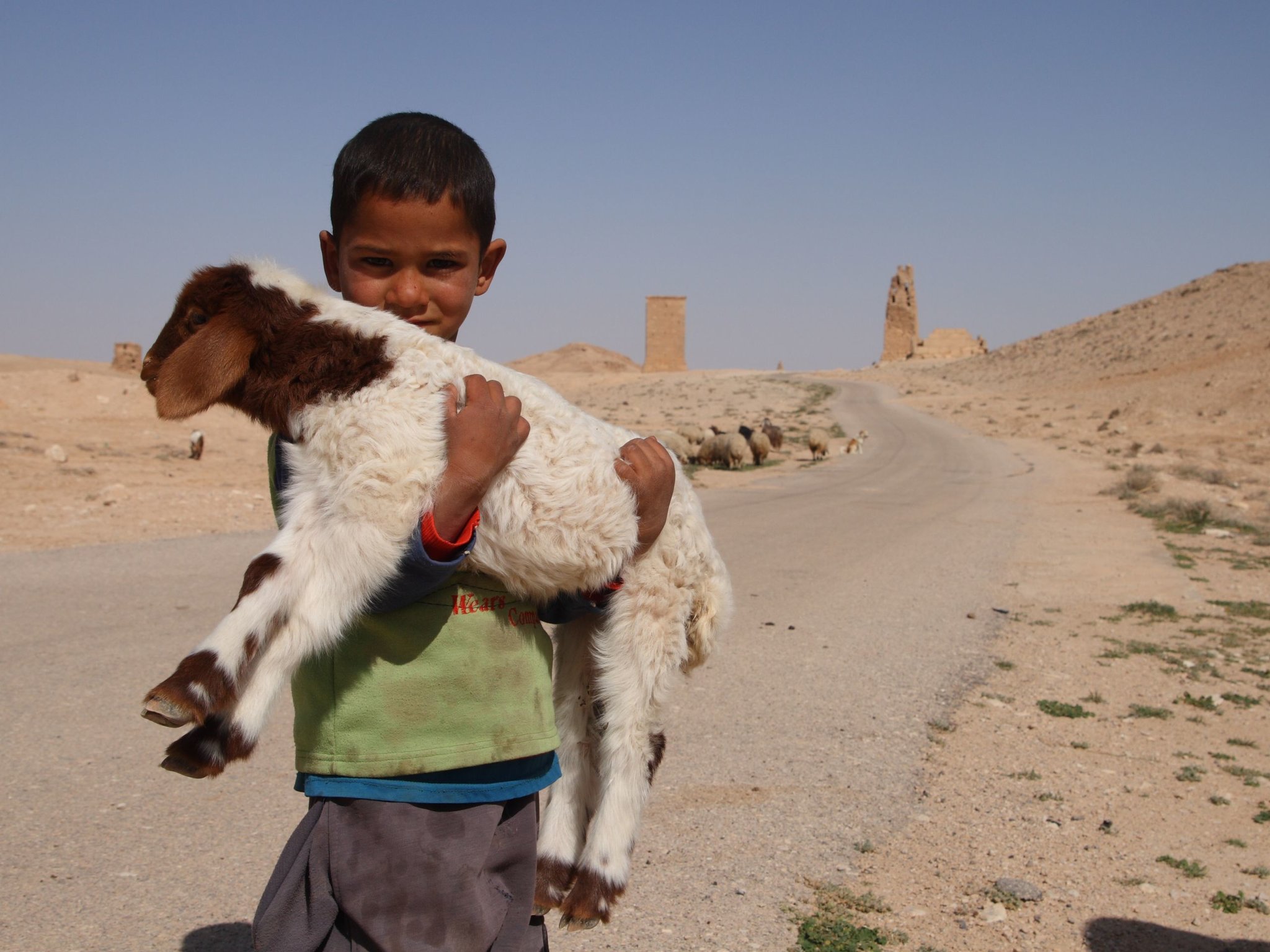 Молодой пастух, Сирия, автор: edbrambley, лицензия: CC BY SA 2.0