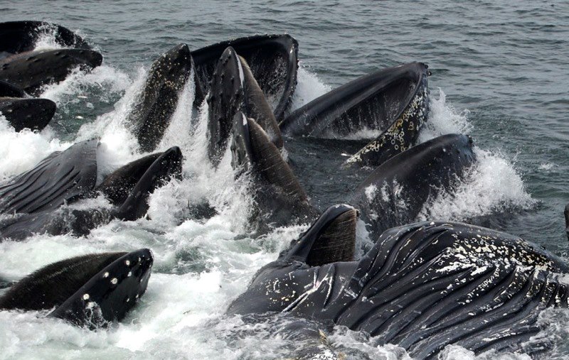 Кормление горбатых китов