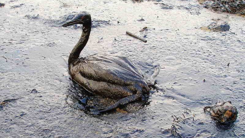 Птица, пострадавшая от нефтяного загрязнения