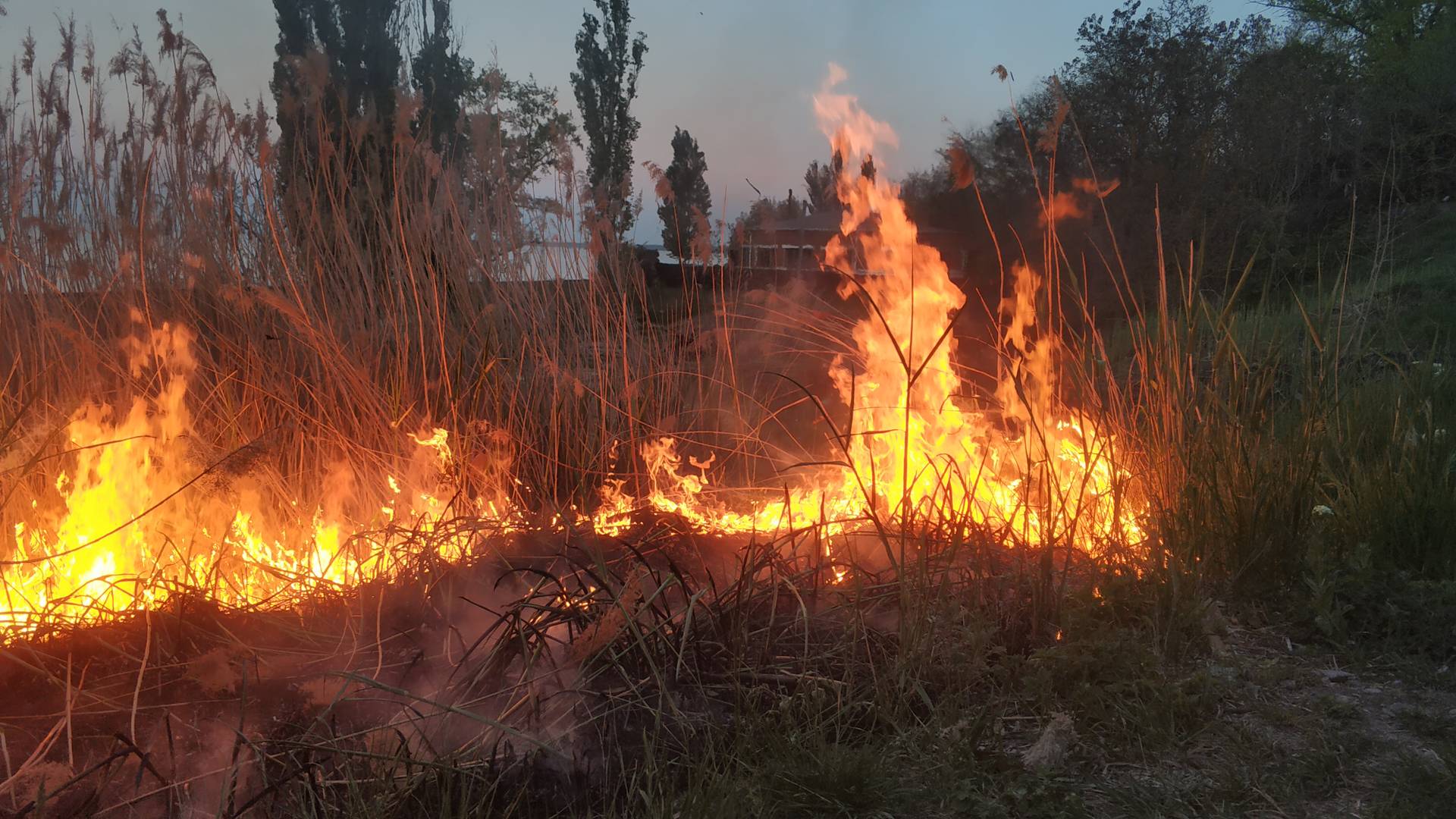 Лесные пожары в Томской области распространились более чем на тысячу гектар