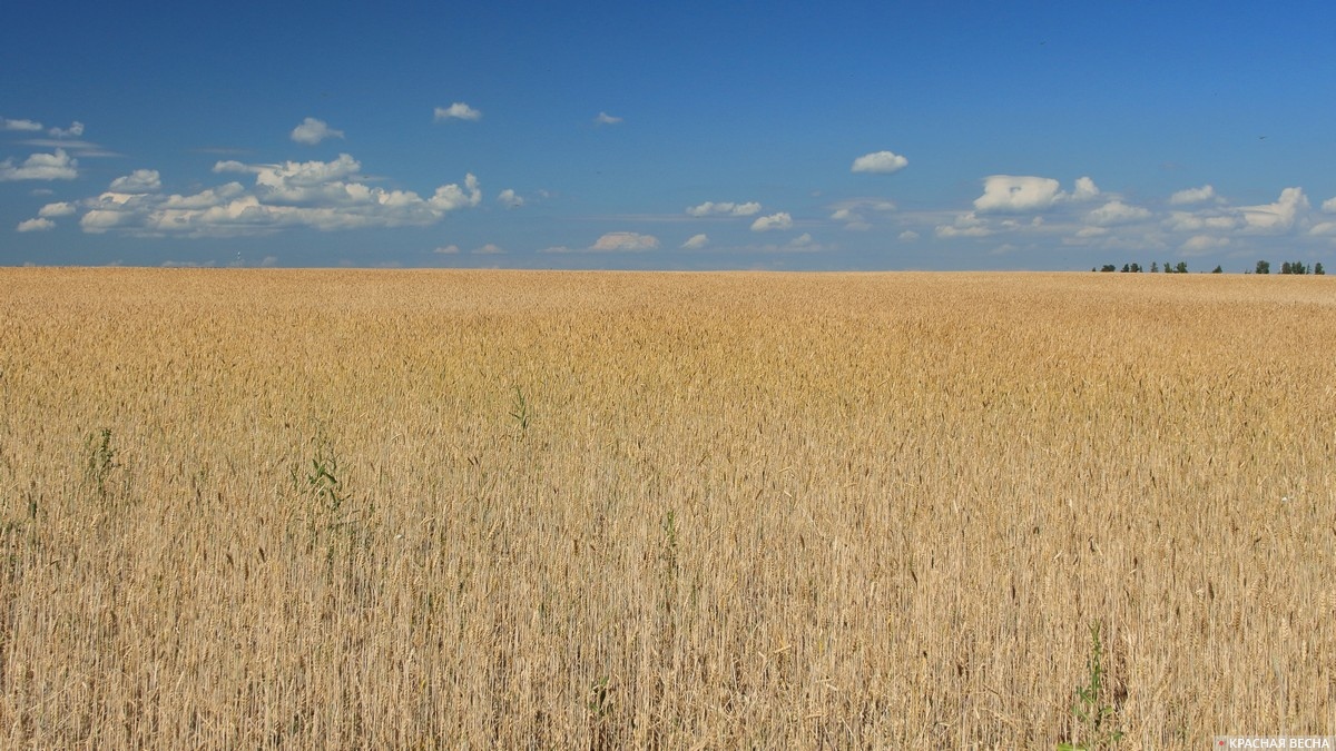 Созревающий хлеб. Пшеница. Пшеничное поле. Урожай