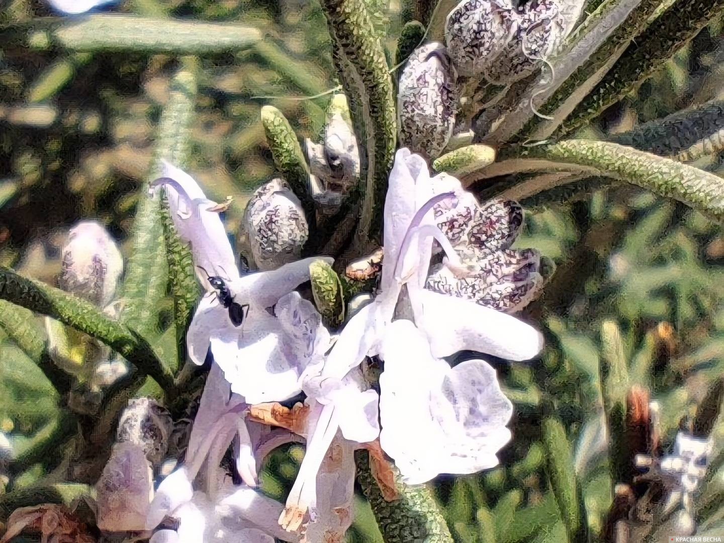 Цветущий розмарин 