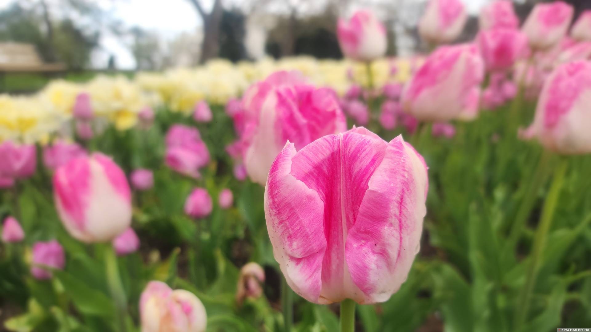 Тюльпаны в Севастополе 