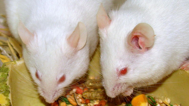 Лабораторные белые мыши 