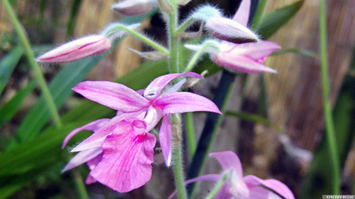 Calanthe rosea (Юго-Восточная Азия). Ботанический сад. Санкт-Петербург. 21.12.2018