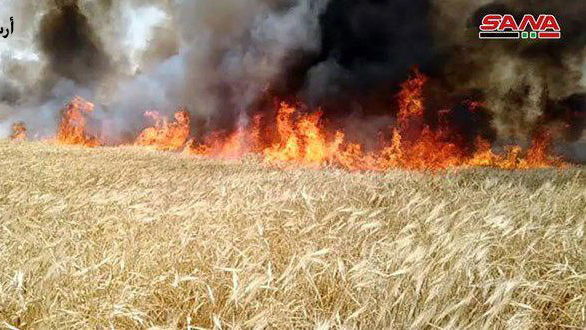 Пожар на поле пшеницы в Сирии. Фото: государственное агентство SANA