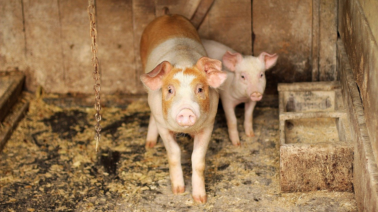 В рязанской области прошли учения на случай чумы свиней