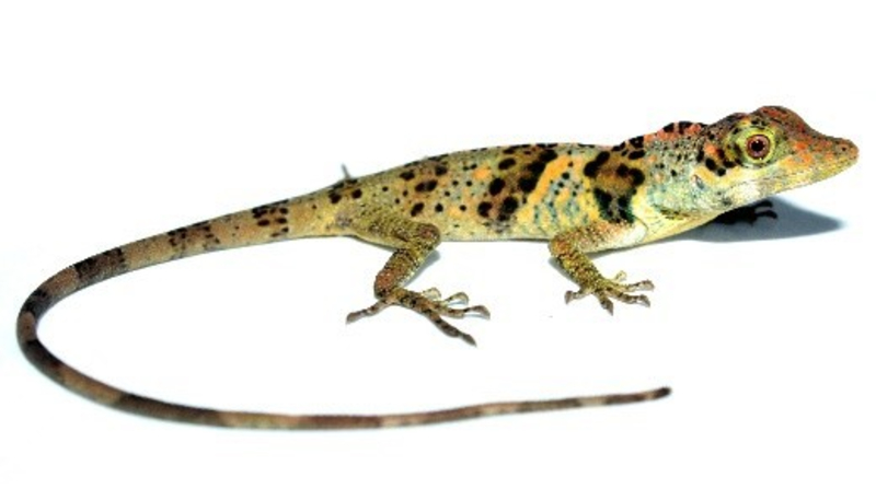 Ящерица Anolis nemonteae