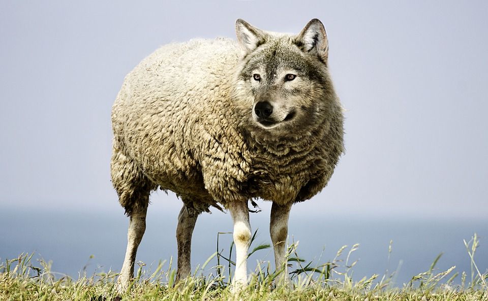волк в овечьей шкуре, волк, овец