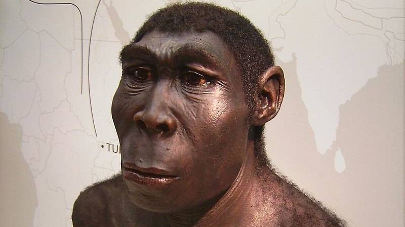 Эректус (лат. Homo erectus), или человек выпрямленный, человек прямоходящий