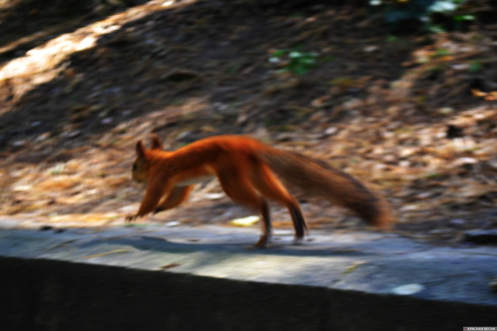 Только пятки сверкают