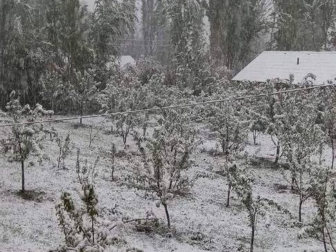 Фруктовый сад, засыпанный снегом