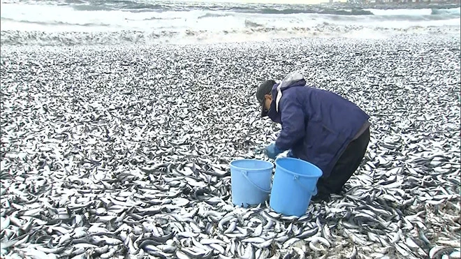 7 декабря мужчина выловил рыбу, устилавшую пляж в Хакодате, Хоккайдо