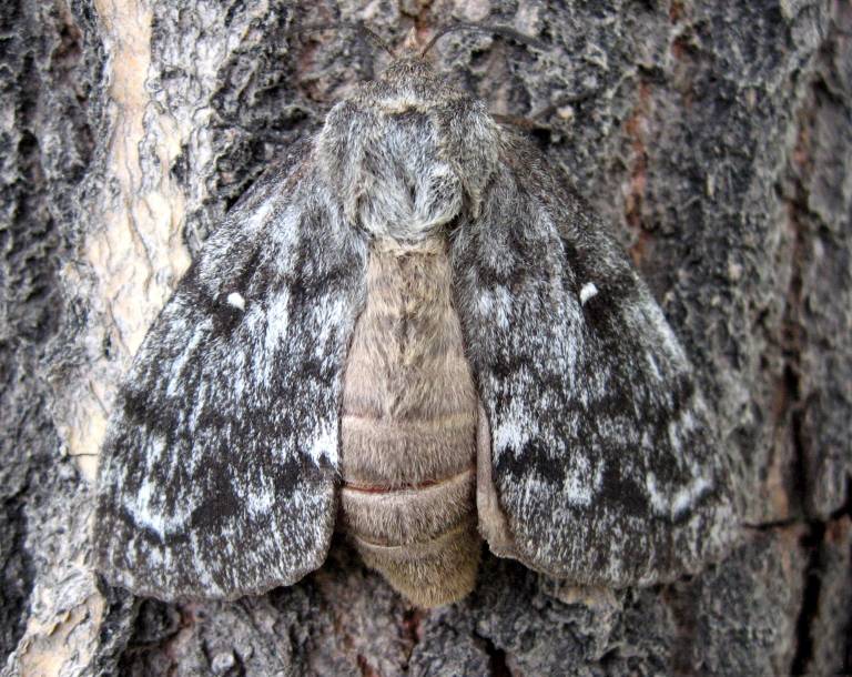 Бабочка сибирского шелкопряда