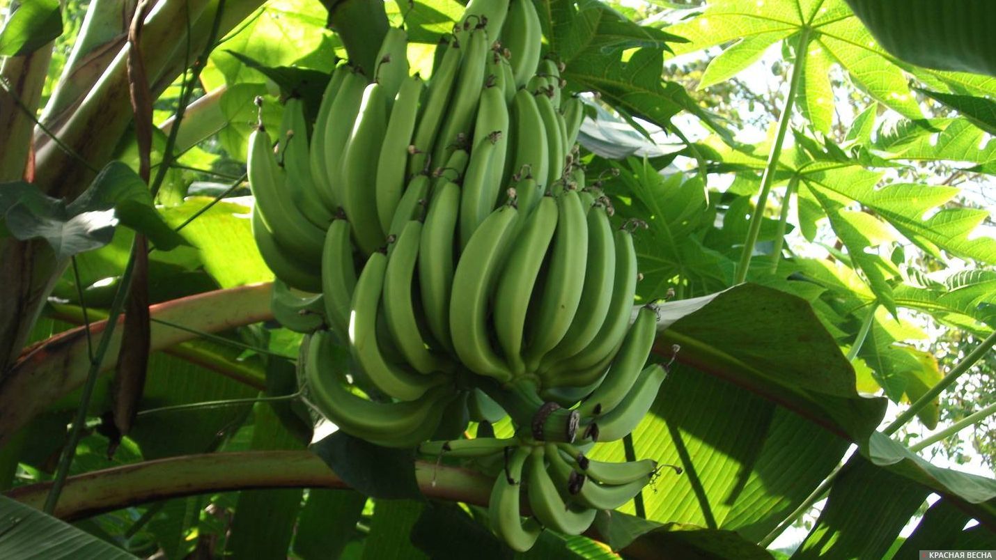 Бананы на ветке 