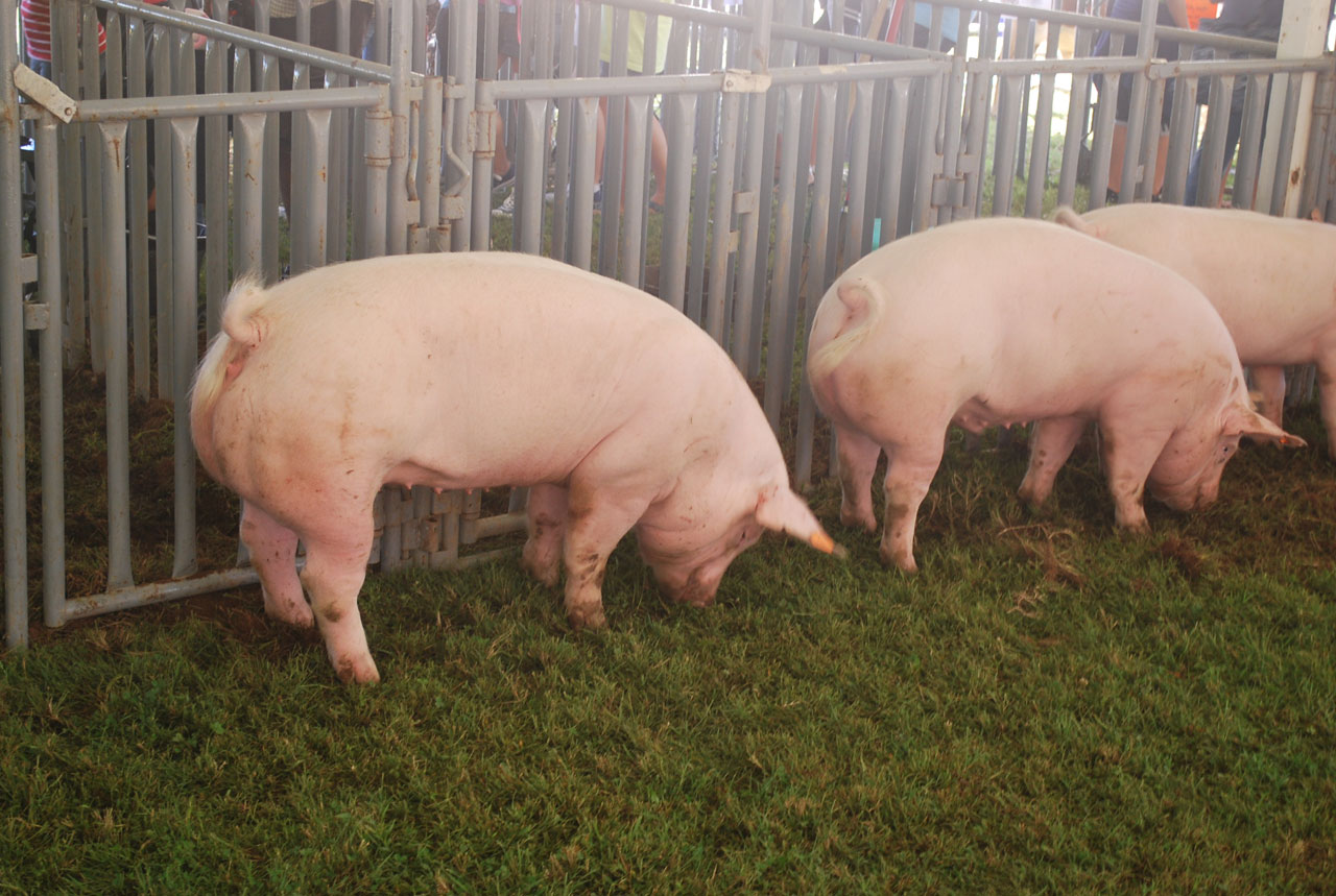 Производство свинины в Орловской области выросло более чем на 40%