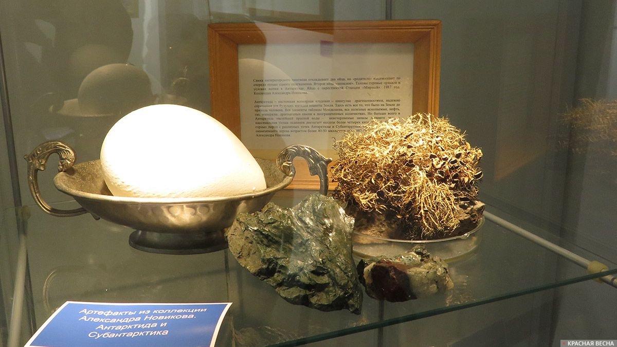 Яйцо императорского пингвина и образцы горных пород из коллекции Александра Новикова. Выставка «Пингвинариум». 30.01.2020