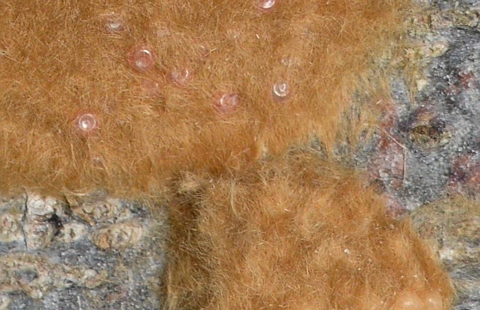 Скопления яиц непарного шелкопряда