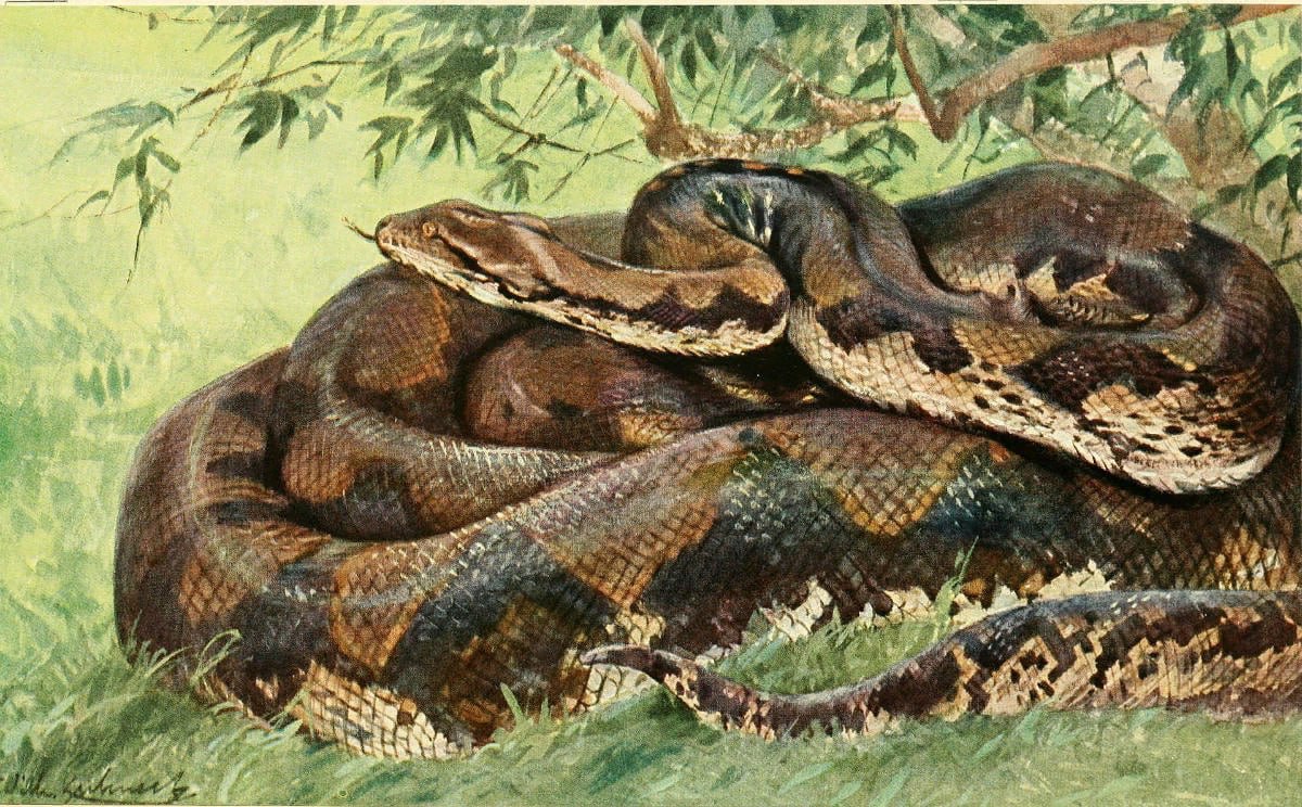 Вильгельм Кунерт, иллюстрация из книги «Жизнь животных Брема: общие знания о животном мире» (1911–1921)