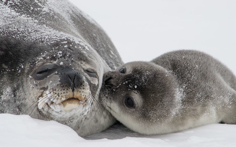 Исследователи впервые провели глобальный подсчет тюленей в Антарктиде | ИА  Красная Весна