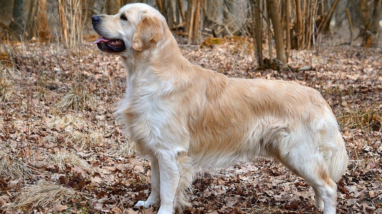 Золотистый ретривер