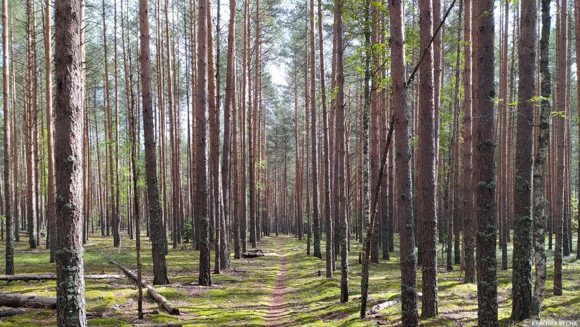 Лес — легкие планеты!