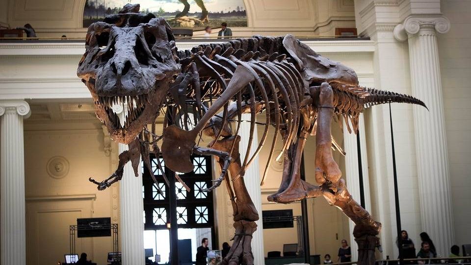 Скелет Тиранозавра в Чикагском музее