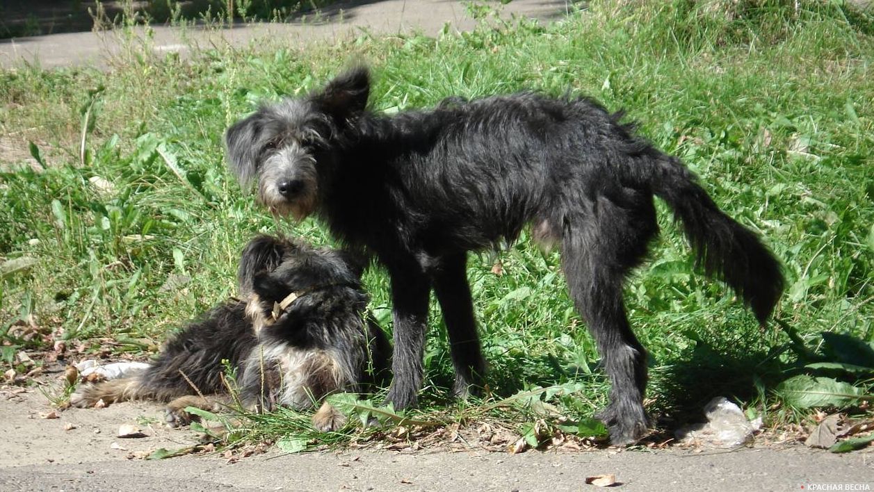 Собаки