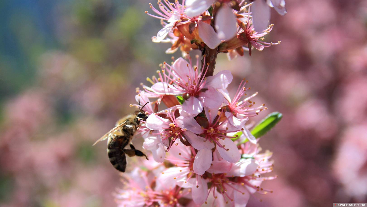Пчела собирает пыльцу с миндаля
