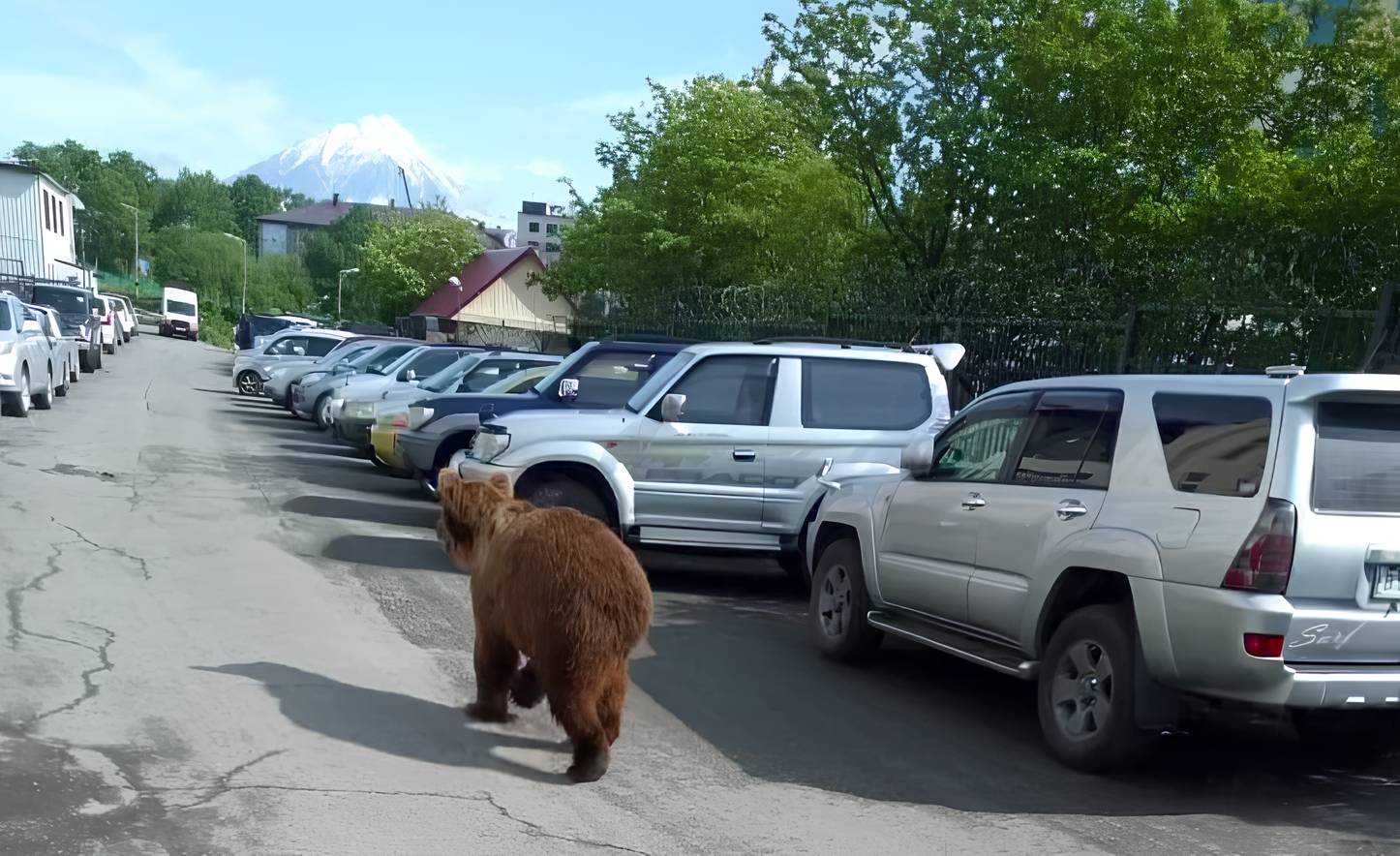 Медведи выходят в поселки