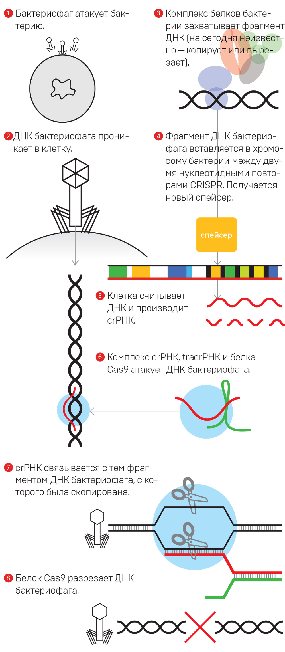 Механизм работы системы CRISPR — иммунной системы клетки (Иллюстрация: «Кот Шрёдингера», www.kot.sh)