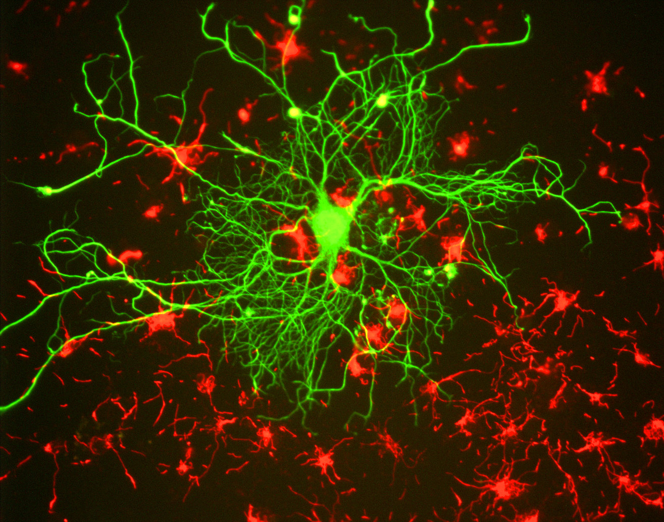 Кортикальные нейроны