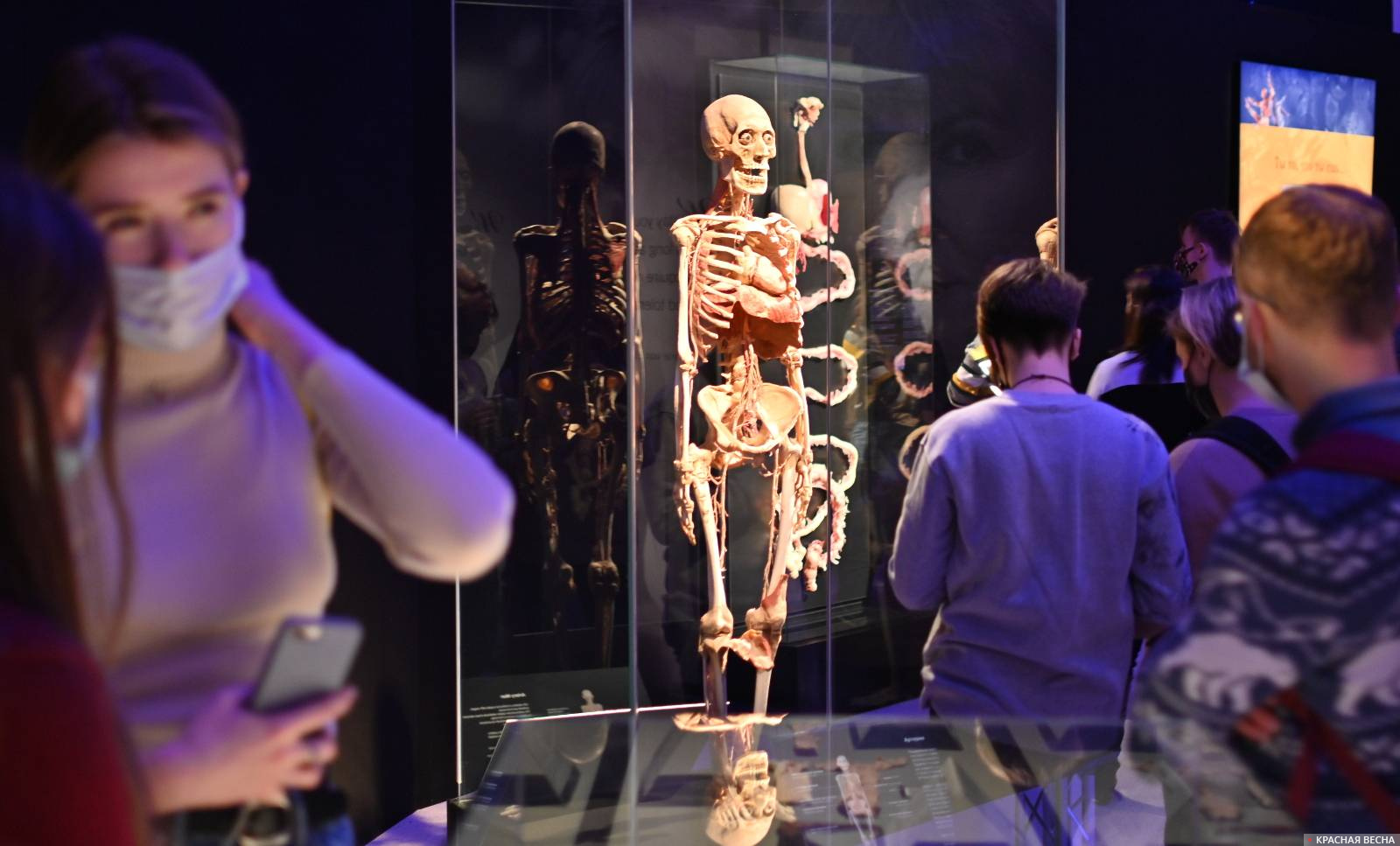 Выставка Body worlds. Мир тела. Анатомическая выставка ВДНХ