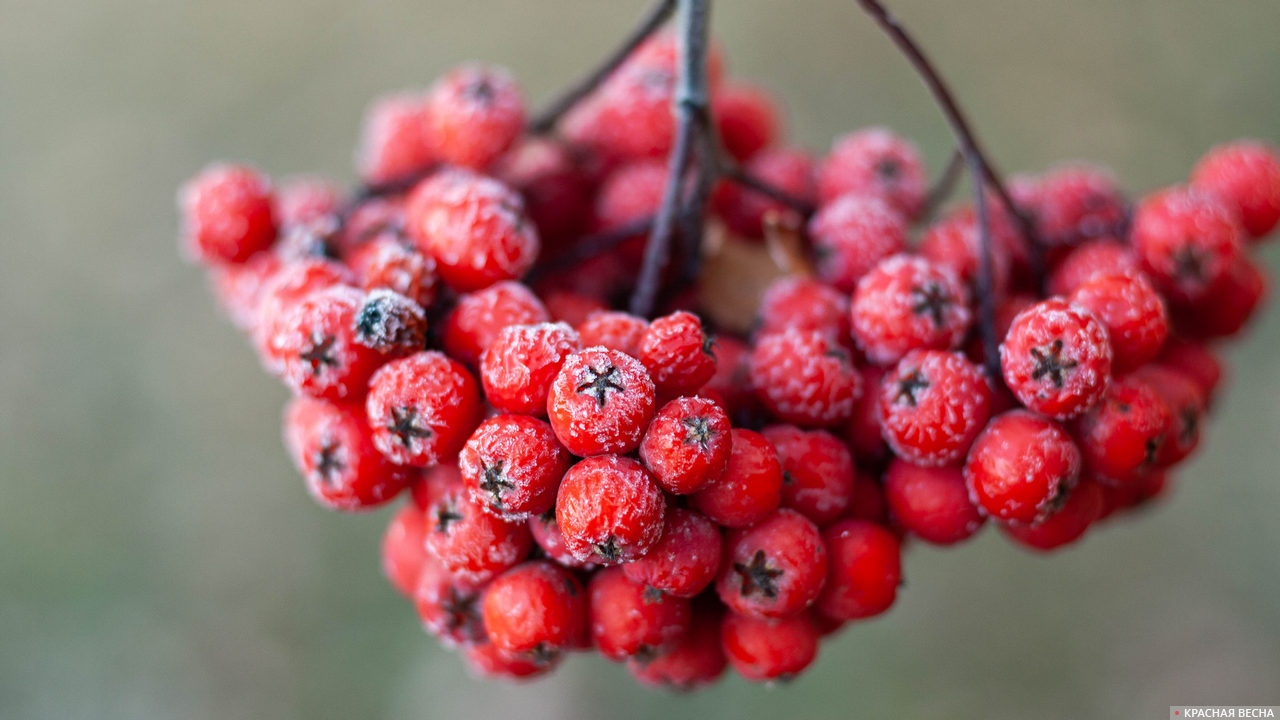 Рябина в инее