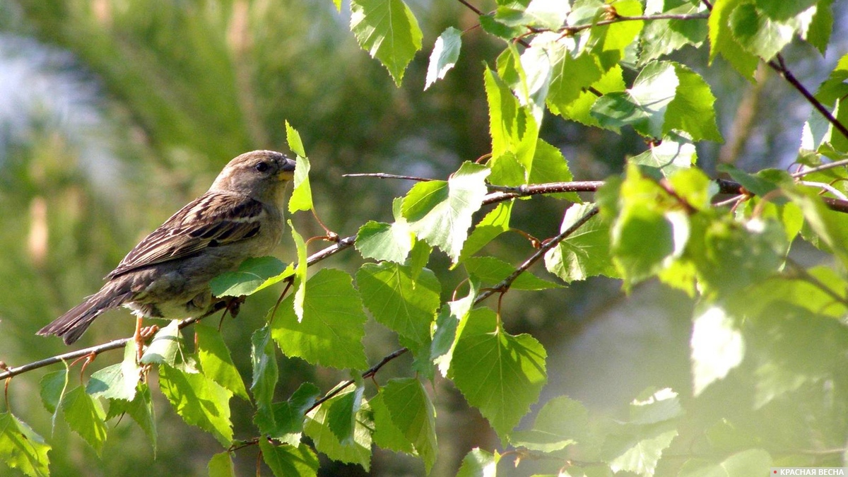 Воробей на ветке