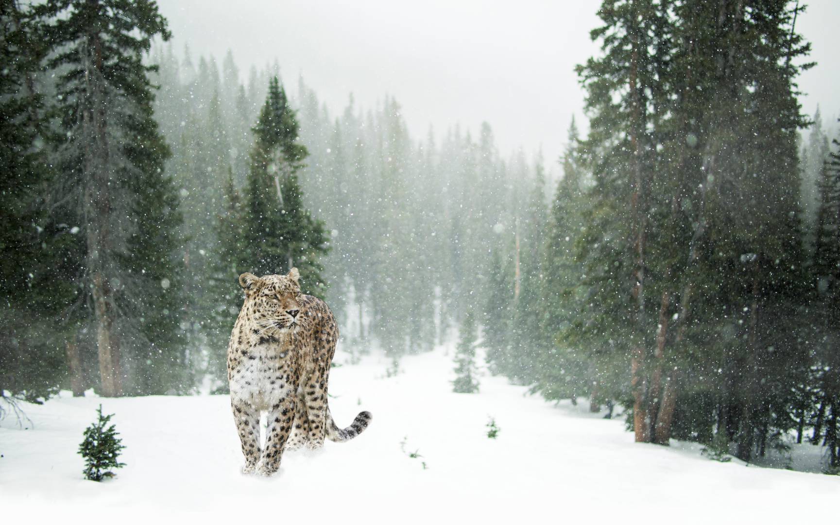 леопард, снегопад