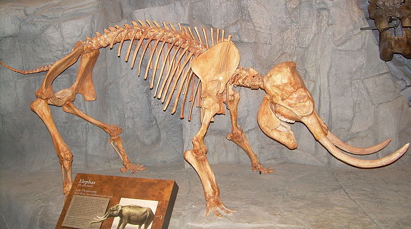 Скелет карликового вида Elephas Palaeoloxodon falconeri. Североамериканского музея древней жизни