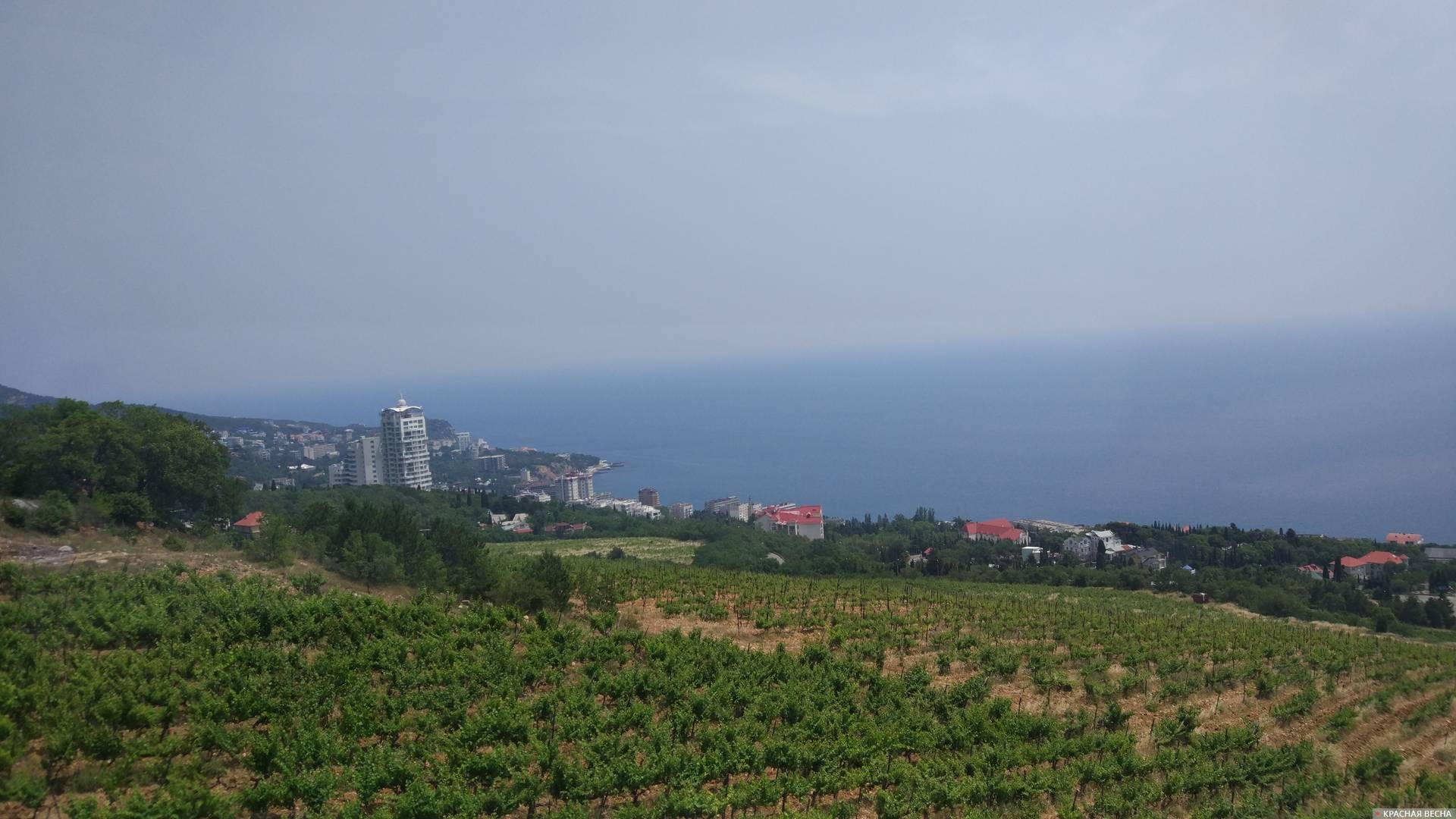 Виноградник. Крым