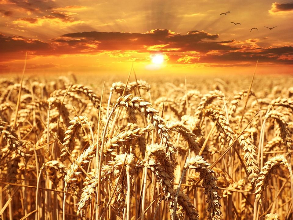 Президент Туркмении призвал ускорить уборку зерна