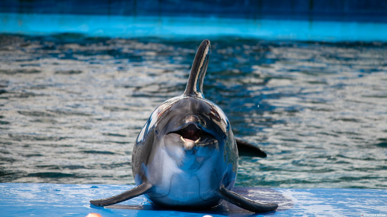 Дельфин в дельфинарии