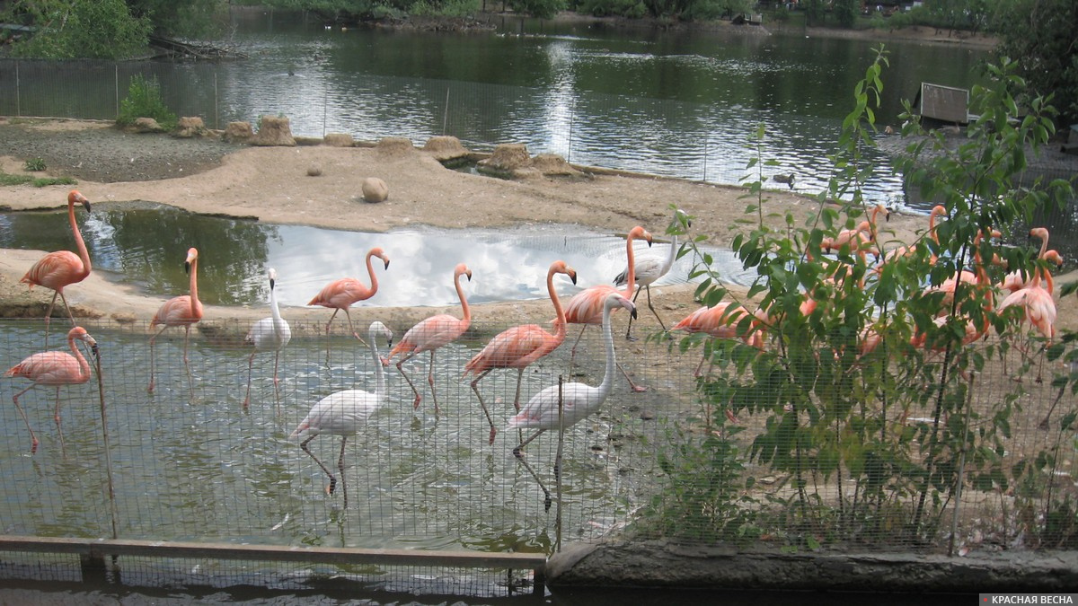 Московский зоопарк. Фламинго