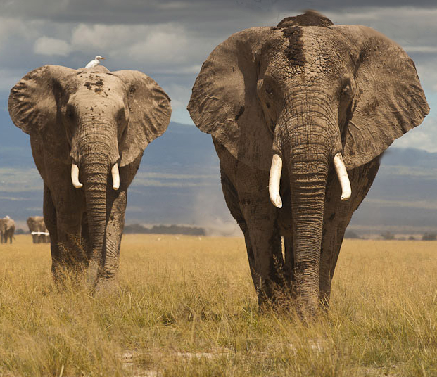 Страны Южной Африки хотят торговать слоновой костью