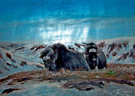 Овцебыки. 2001.