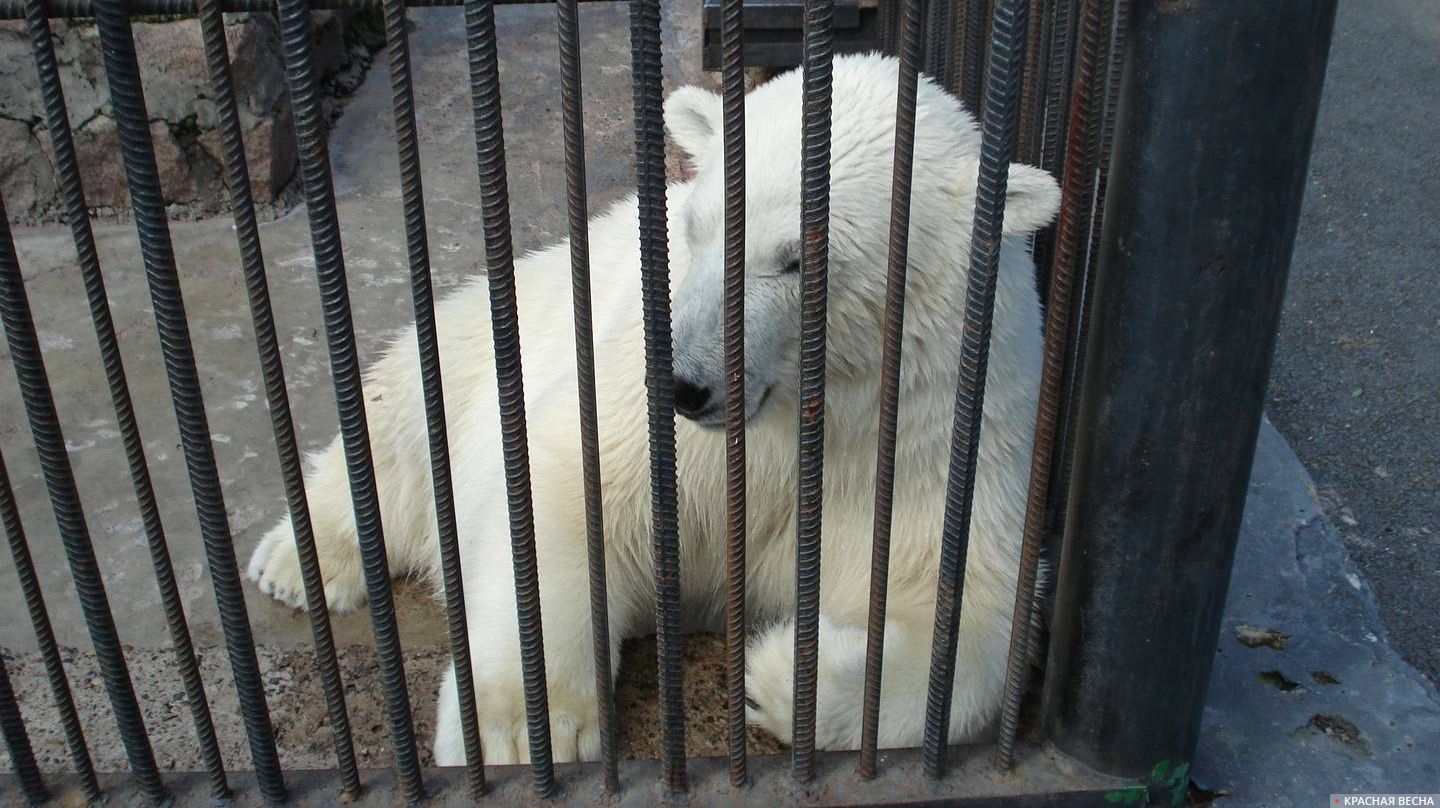 Белый медведь в клетке