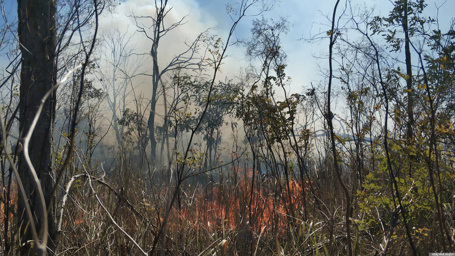 В Белоруссии за сутки было ликвидировано 14 природных пожаров ИА